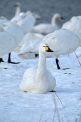 beautiful swans, 2022/1/21