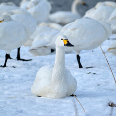 beautiful swans, 2022/1/21