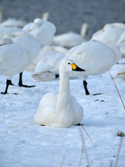 beautiful swans, 2022/1/21