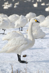 beautiful swans, 2022/1/21