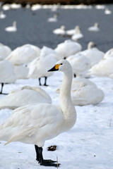 beautiful swans, 2022/1/21