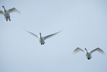 Soaring swan, 2022/1/21