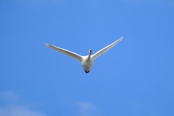 Soaring swan, 2022/1/21