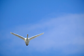 Soaring swan, 2022/1/21