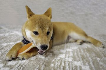  Japanese red Shiba inu cute puppy dog holding orange toy.