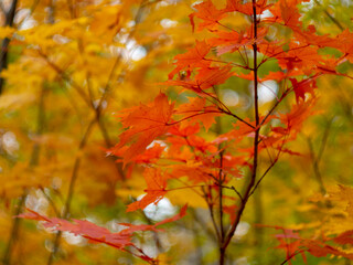 Autumn landscape. Red maple leaves against the background of yellow foliage of the autumn forest.