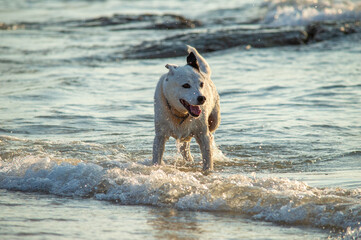 White dog in a red collar stands against the background of the baltic sea. High quality photo