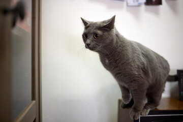 cat lying down on wooden table looking at camera.