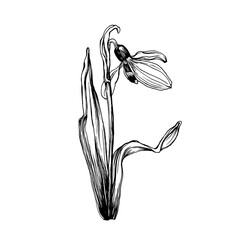 Obraz na płótnie Canvas Close up of snowdrop, spring flower in bloom (Galanthus). Black and white outline illustration, hand drawn work isolated on white background