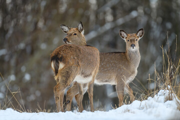 Naklejka na ściany i meble Two female deer in the winter forest. Animal in natural habitat