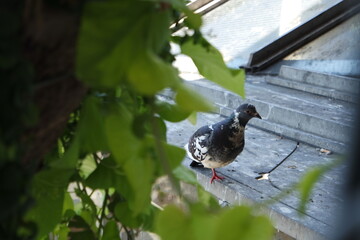 Pigeon, Seattle