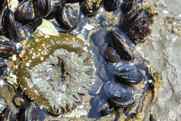 Mussels and Sea Anemone, Santa Cruz © Justin
