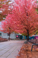 Autumn leaves, Autumn trees in red 