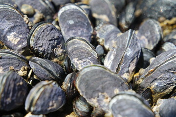 Mussels, Santa Cruz