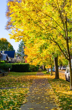 Autumn leaves, Autumn trees in red 