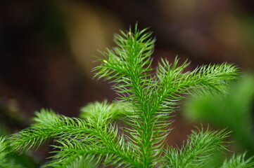 close up of needles