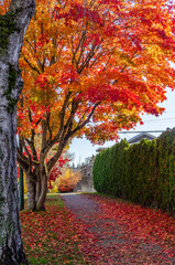 Autumn leaves, Autumn trees in red 
