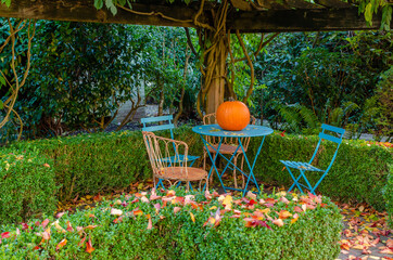 Pumpkin on the blue table