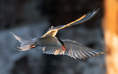 Tern  in flight.  Spreading wings. Side view, back sunset light, dark background. Common tern,  Scientific name: Sterna hirundo.