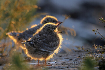 A tiny Tern chicks stands  in the first rays of morning sunshine.Common tern,  Scientific name: Sterna hirundo.