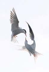 Showdown in flight. Common Terns interacting in flight. Adult common terns in flight  in sunset...