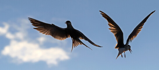 Common Terns in flight. Adult common terns in flight  in sunset light on the sky background. Scientific name: Sterna hirundo.