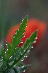Dew drops on carved green poppy leaves