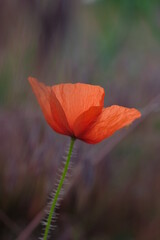 A poppy flower is not yet illuminated by the sun