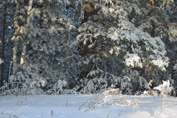 the trees are covered with snow against the blue sky