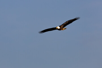 Bald Eagle soaring high
