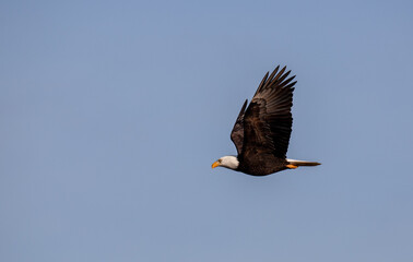 Obraz premium Bald Eagle in flight Side profile