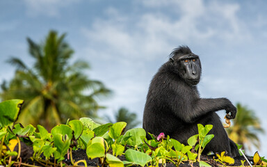 The Celebes crested macaque.  Crested black macaque, Sulawesi crested macaque, celebes macaque or the black ape. Wild nature. Natural habitat. Sulawesi. Indonesia.