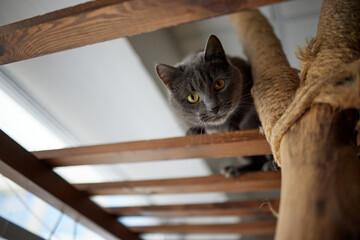 cat ruddy closeup on a wooden ladder, a pole, a hammock.