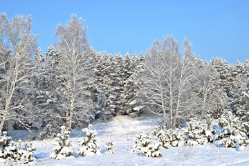 Fototapeta na wymiar the trees are covered with snow against the blue sky