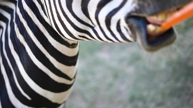 zebra eating from hand of person on safari black with white