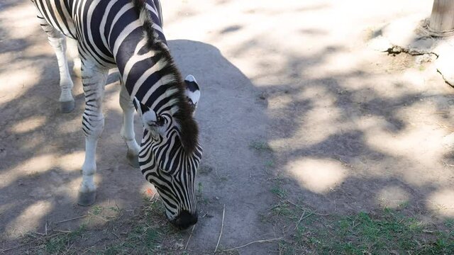 beautiful solitary zebra in captive zoo in captivity eating off the ground