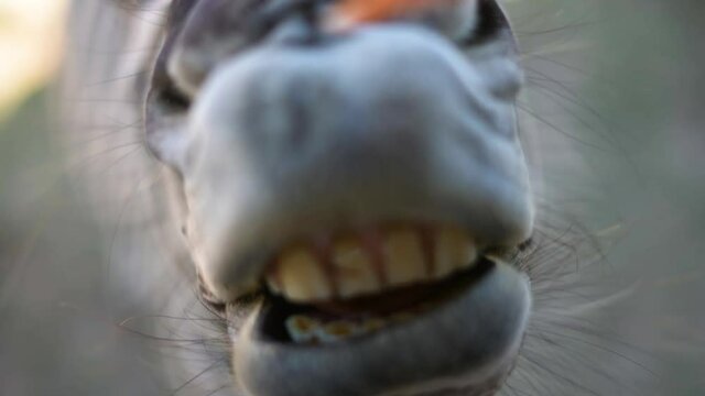zebra mouth and teeth eating from hand of person on safari