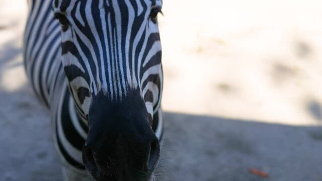 beautiful solitary zebra in captive zoo in captivity eating from the hand of person