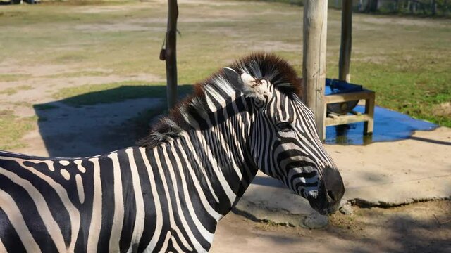 beautiful solitary zebra in zoo in captivity