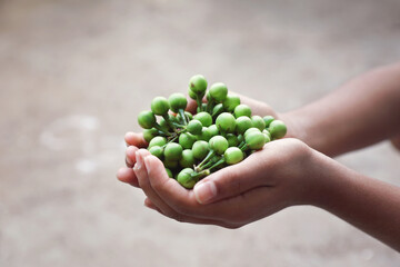 Hand holding pile of Turkey berries