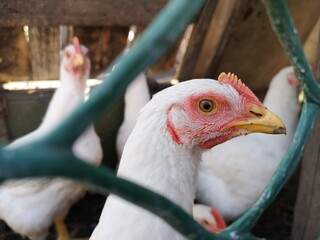 chicken
