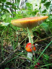 fly mushroom in forest