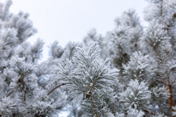 Awe-inspiring natural background with rimy branches of fir covered with snow with blue sky in background. Amazing winter with very low temperatures. Weather making your eyes pleased.