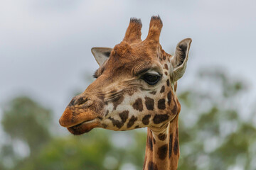 Naklejka na ściany i meble Rothschild giraffe in profile