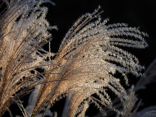 close up of frost