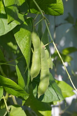Common beans (lat. Phaseolus vulgaris) grows in the garden