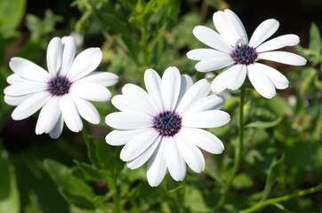 Osteospermum ecklonis, or "African chamomile", or "Cape daisy" blooms in the garden