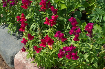Snapdragon (Lat. Antirrhinum) blooms in a flower bed in the garden