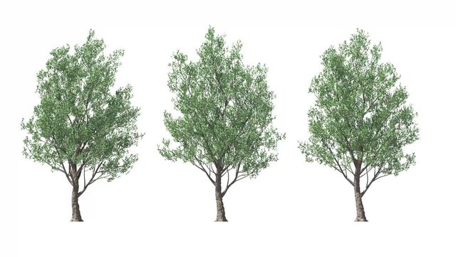 Isolated 3D realistic Tupelo tree on the wind, White background with transparent cut-out animation and alpha channel.