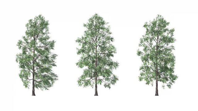 Isolated 3D realistic White Birch tree on the wind, White background with transparent cut-out animation and alpha channel.